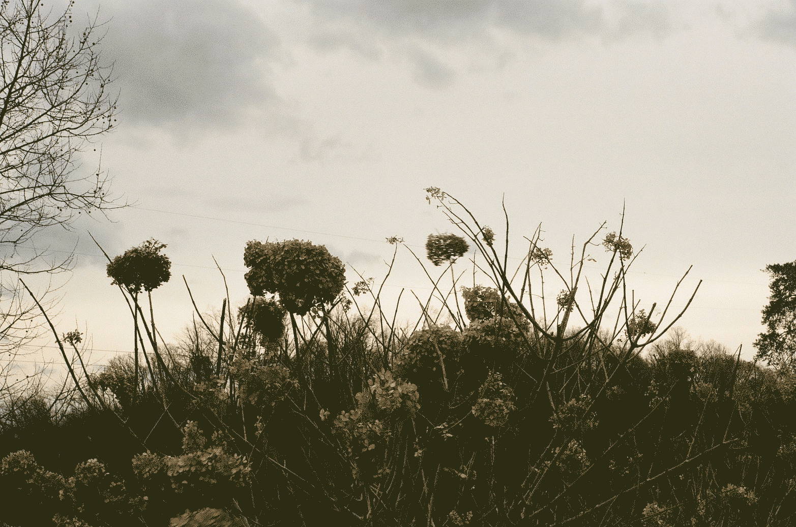 Hazy view of dried out plants in the fall