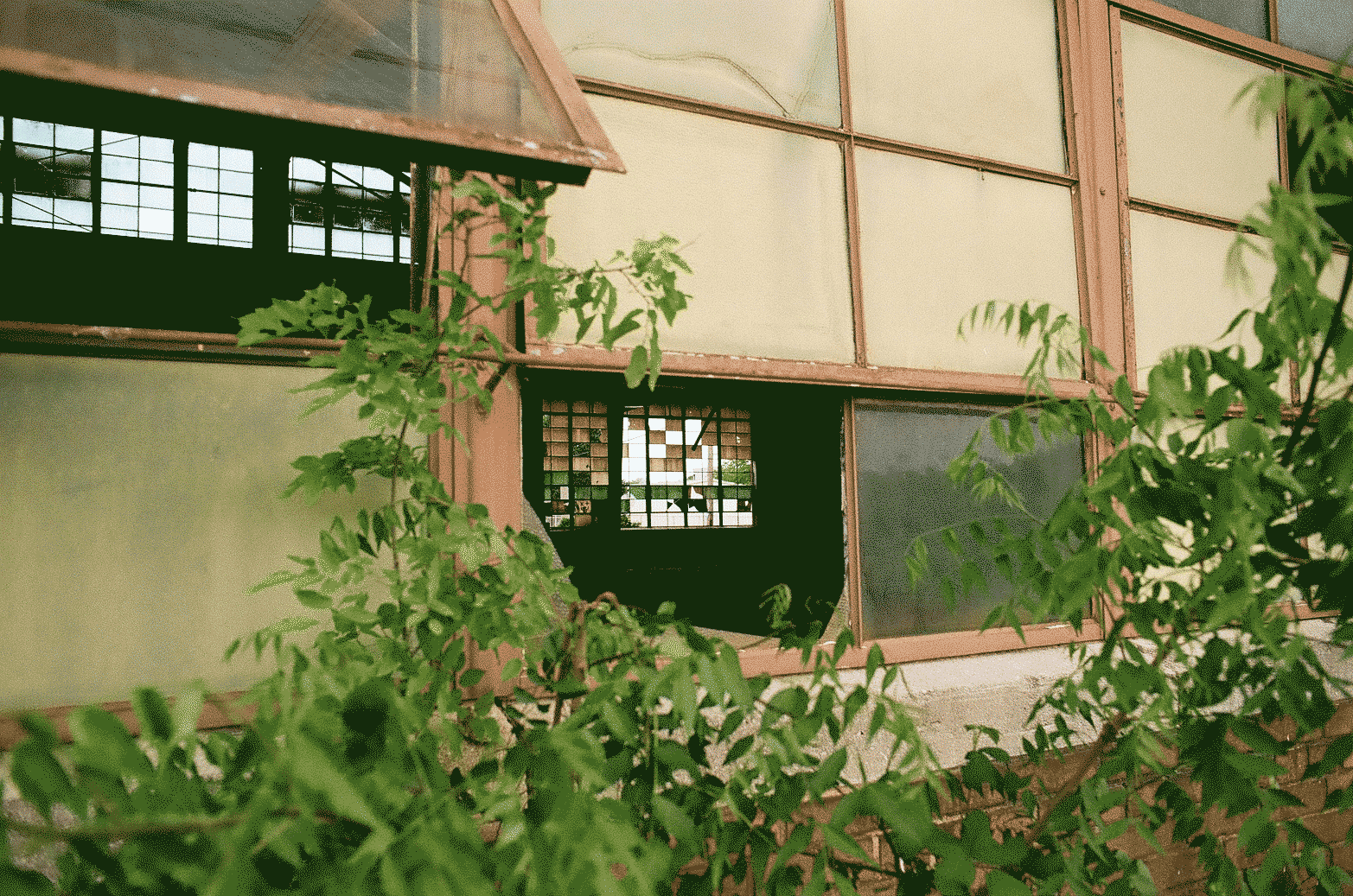 Broken windows with a view through to broken windows across an empty building. Vines grow across the front.
