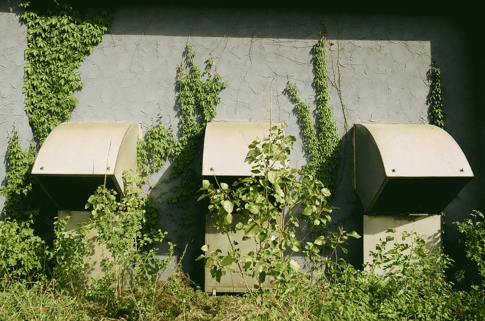 Three Symmetrical vents with vines growing over them